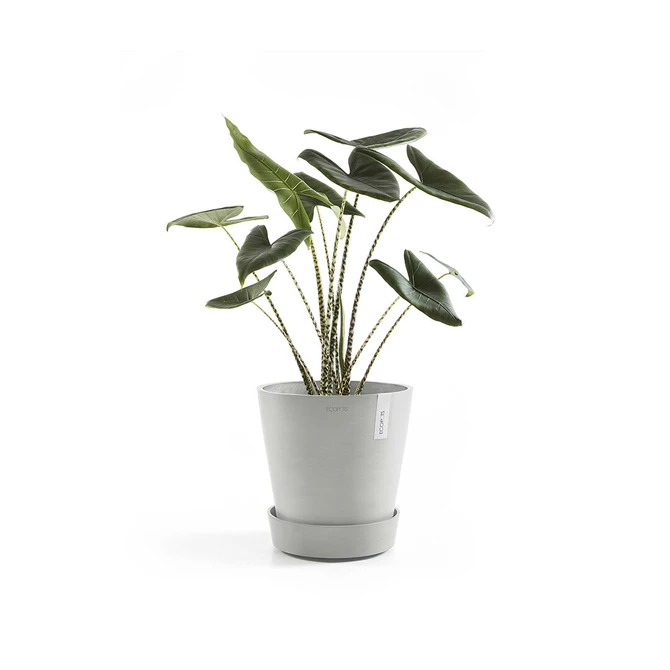 Schotel+wiel d50cm witgrijs met plant, Ecopots, tuincentrumoutlet.com
