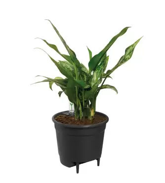 Self watering insert d17cm living black - afbeelding 2