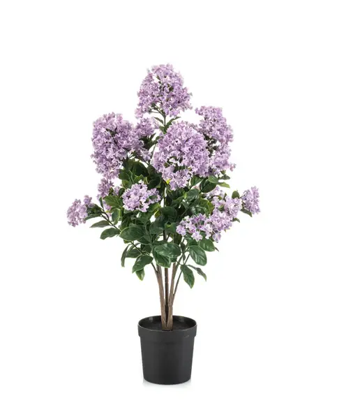 Sering plant in pot l30cm paars, Emerald, tuincentrumoutlet.com