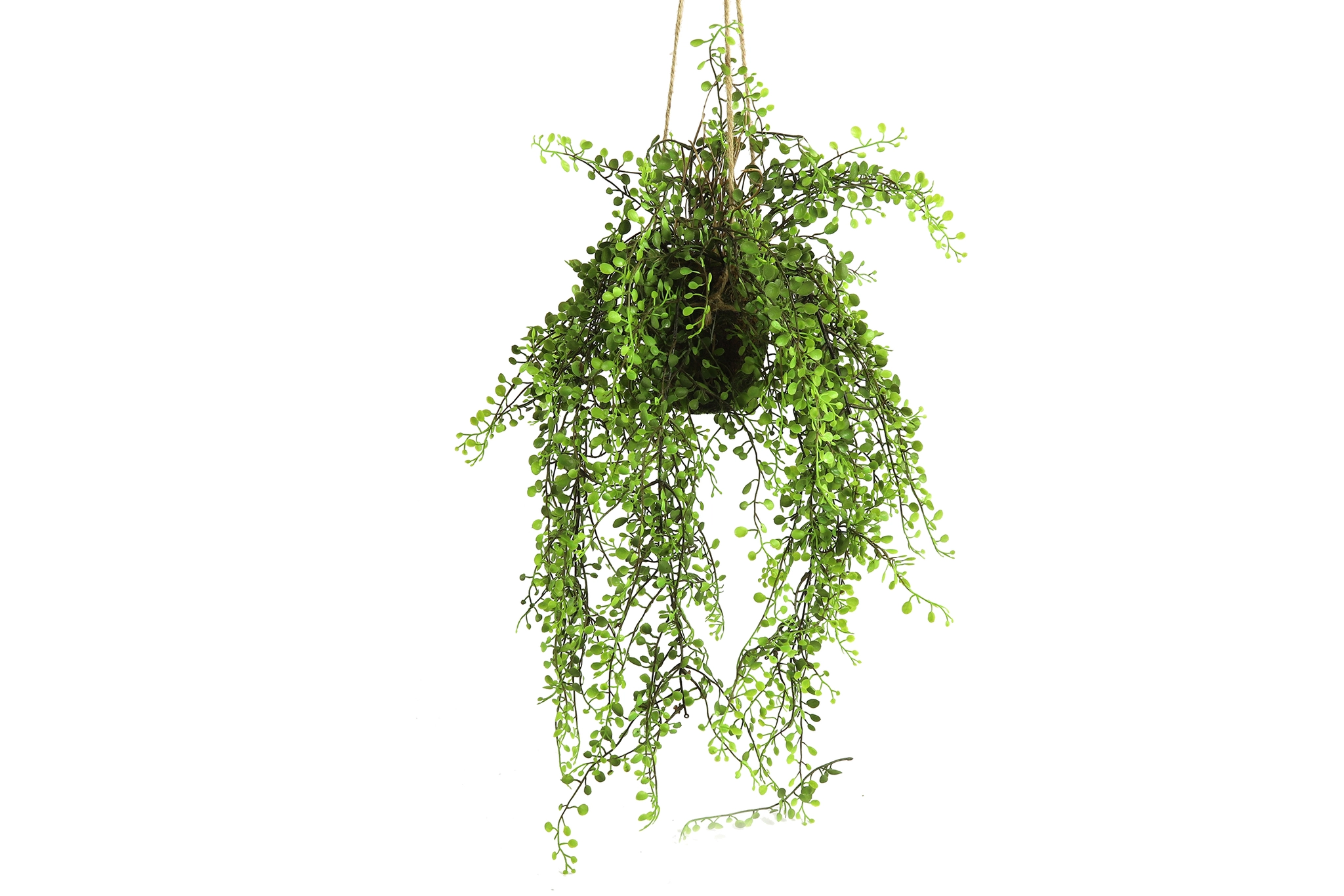 Soleirolia L groen afbeelding