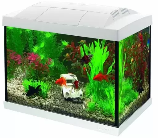 Start 20 goldfish kit - wit - afbeelding 1