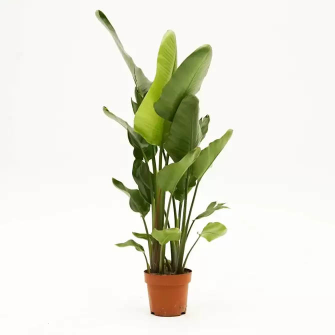 Strelitzia Nicolai Ø25cm - afbeelding 1