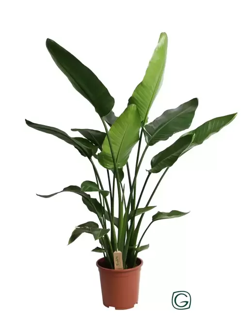 Strelitzia Nicolai p27, Plant Collect, www.tuincentrumoutlet.com