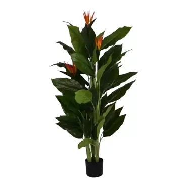 Strelitzia Reginea - 150cm - afbeelding 4