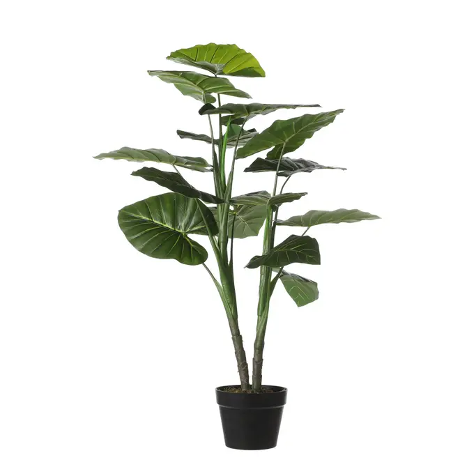 Taro in pot d70h100cm groen, Mica decorations, tuincentrumoutlet