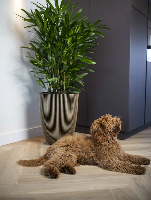 Vaas elegant laag Groove NL 34x46 zwart goud - afbeelding 2