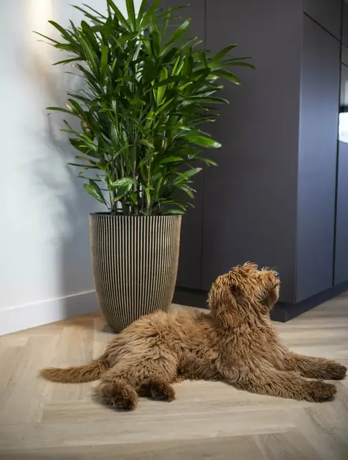 Vase elegant low Groove NL 46x58 black gold sfeer, Capi Europe, tuincentrumoutlet