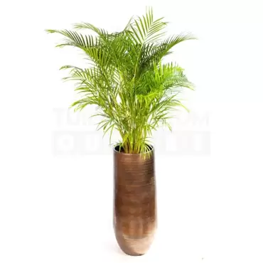 Vaas Tokio bruin Ø28 + Dypsis Lutescens (Areca) ± 100 cm - afbeelding 1