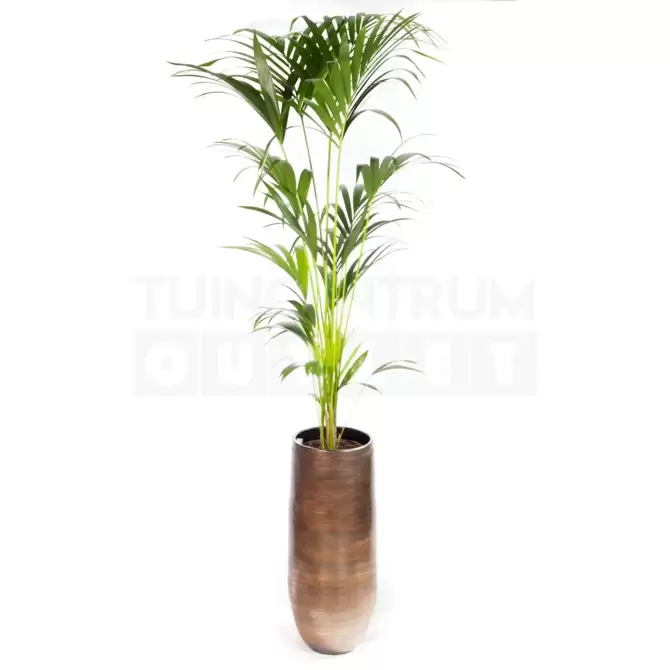 Vaas Tokio bruin Ø28 + Howea forsteriana ± 140 cm - afbeelding 1