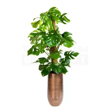 Vaas Tokio bruin Ø28 + Monstera met mosstok ± 170 cm - afbeelding 2