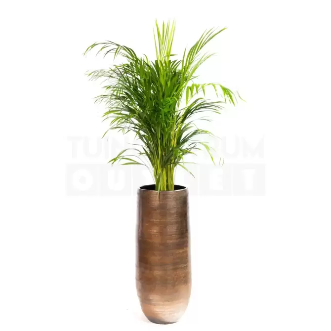 Vaas Tokio bruin Ø30 + Dypsis Lutescens (Areca) ± 140 cm - afbeelding 1