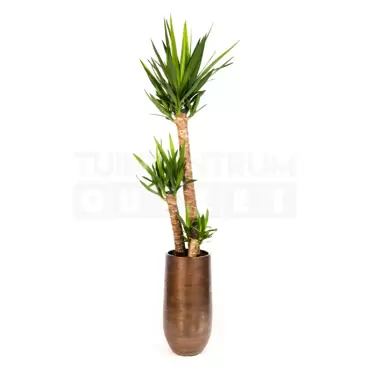 Vaas Tokio bruin Ø30 + Yucca ± 170 cm - afbeelding 1