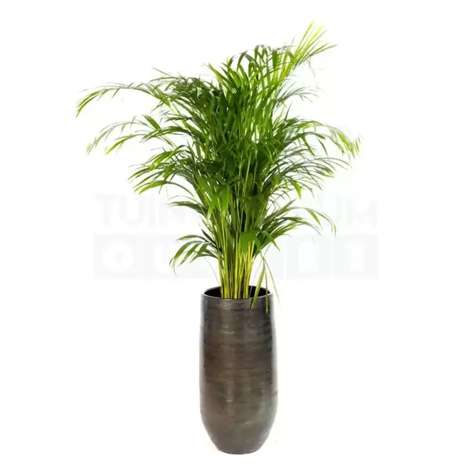 Vaas Tokio groen Ø28 + Dypsis Lutescens (Areca) ± 100 cm - afbeelding 1