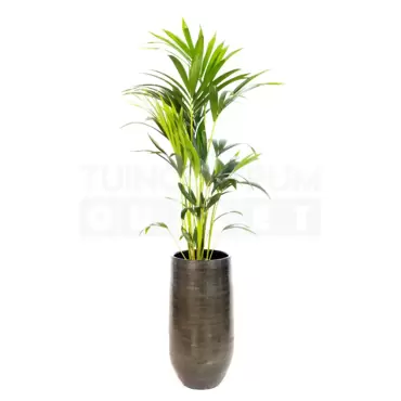 Vaas Tokio groen Ø28 + Howea forsteriana ± 140 cm - afbeelding 1