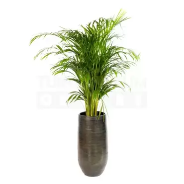 Vaas Tokio groen Ø30 + Dypsis Lutescens (Areca) ± 140 cm - afbeelding 1