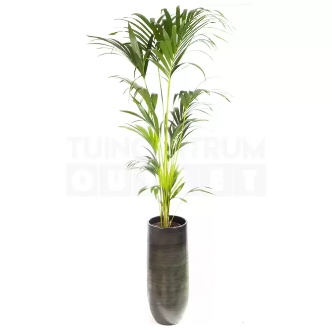 Vaas Tokio groen Ø30 + Howea forsteriana ± 185 cm - afbeelding 1