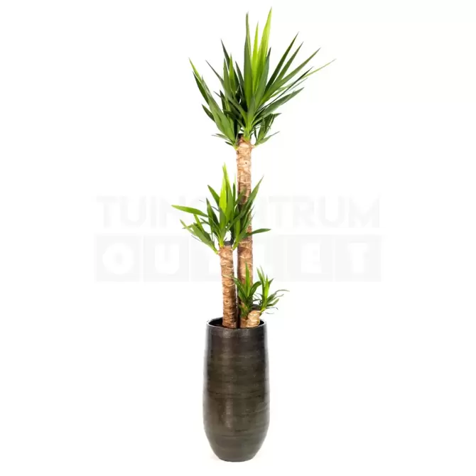 Vaas Tokio groen Ø30 + Yucca ± 170 cm - afbeelding 1