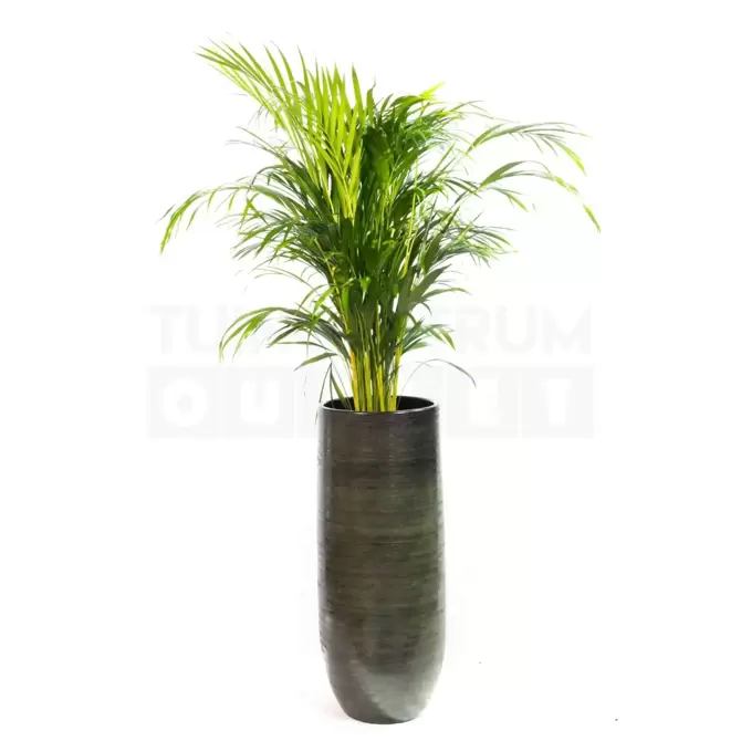 Vaas Tokio groen Ø38 + Dypsis Lutescens (Areca) ± 220 cm - afbeelding 1