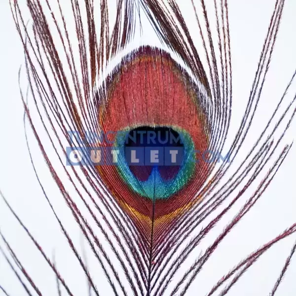 Veer l50 oranje detail, Edelman, tuincentrumoutlet