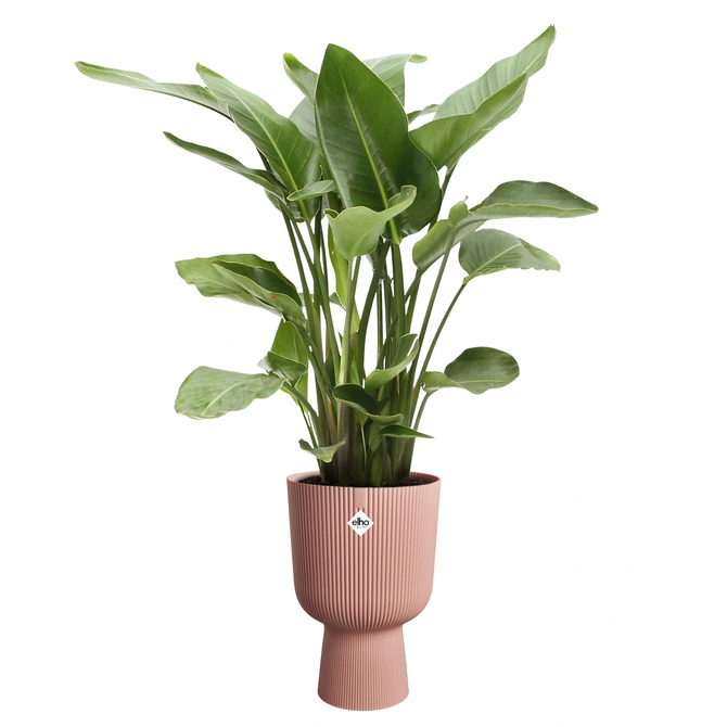 Vibes fold coupe d30 delicaat roze met plant, Elho, tuincentrumoutlet.com