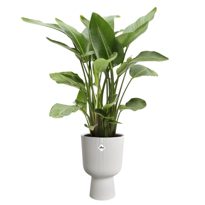 Vibes fold coupe d30cm zijdewit met plant, Elho, tuincentrumoutlet.com