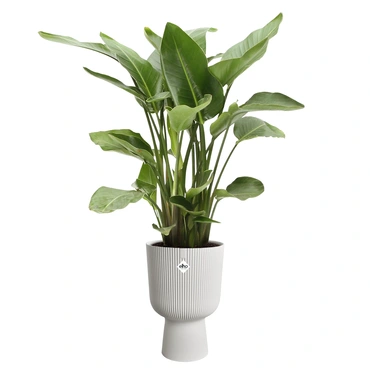 Vibes fold coupe d30cm zijdewit met plant, Elho, tuincentrumoutlet.com