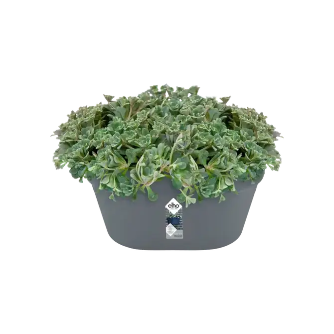 loft urban wandbak 40cm antraciet potplant, Elho, tuincentrumoutlet