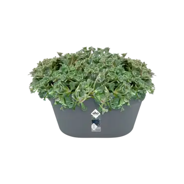 loft urban wandbak 40cm antraciet potplant, Elho, tuincentrumoutlet