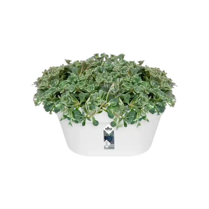 loft urban wandbak 40cm wit potplant, Elho, tuincentrumoutlet