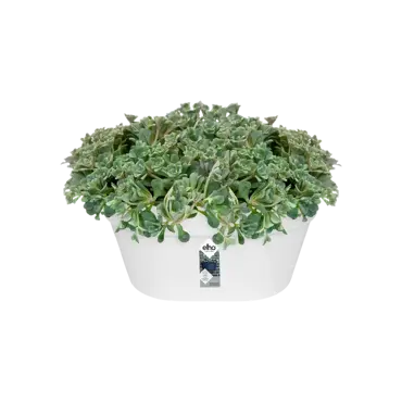 loft urban wandbak 40cm wit potplant, Elho, tuincentrumoutlet