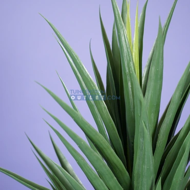 Yucca h160cm groen 1.2, Noach outdoor, www.tuincentrumoutlet.com