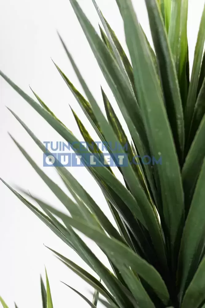 Yucca h160cm groen, Noach, www.tuincentrumoutlet.com