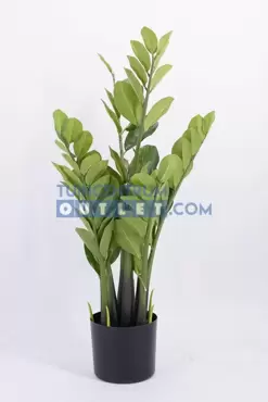 Zamioculcas h80cm, Noach, www.tuincentrumoutlet.com