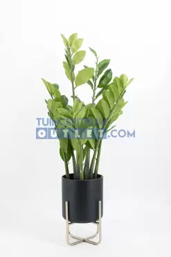 Zamioculcas h80cm, Noach, www.tuincentrumoutlet.com