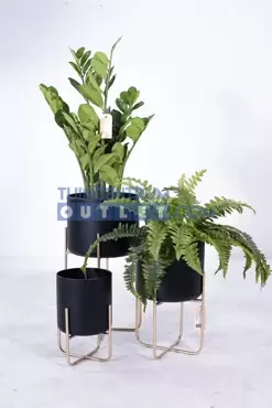 Zamioculcas h80cm, Noach, www.tuincentrumoutlet.com