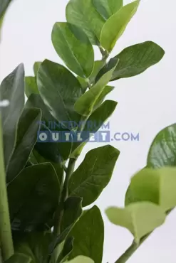 Zamioculcas h80cm, close up, Noach, www.tuincentrumoutlet.com