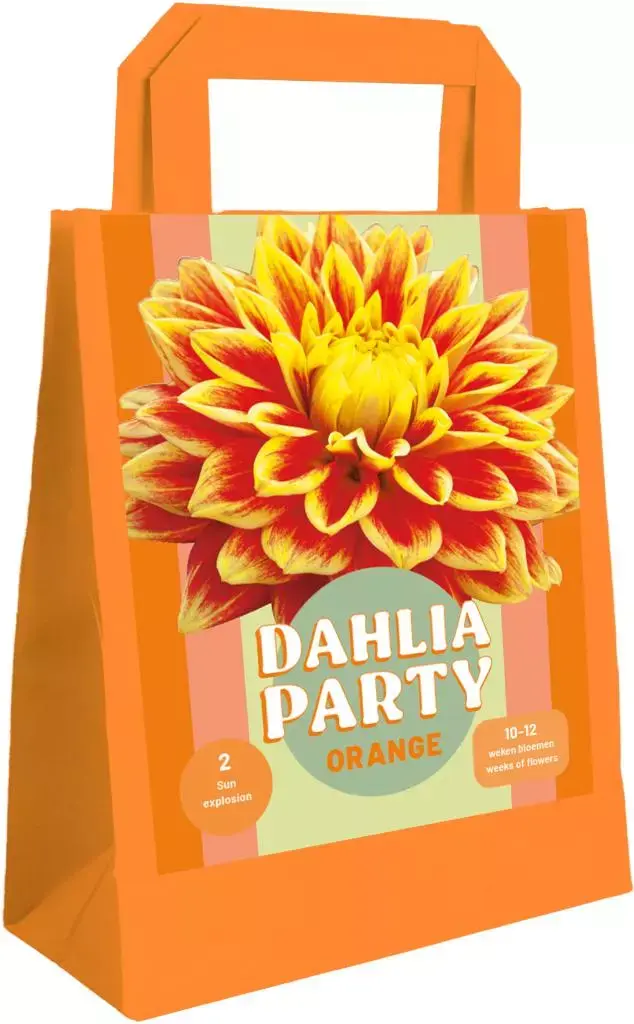 Zk dahlia party orange 1st