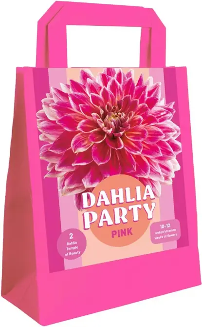 Zk dahlia party pink 1st, Jun Holland, Tuincentrum Outlet