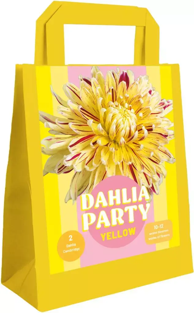 Zk dahlia party yellow 1st