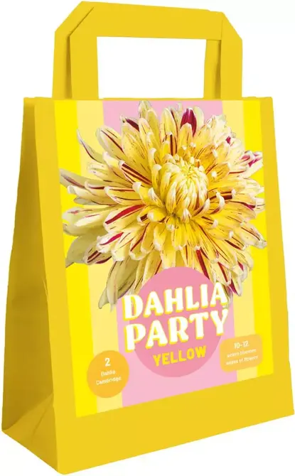 Zk dahlia party yellow 1st, Jub Holland, Tuincentrum Outlet
