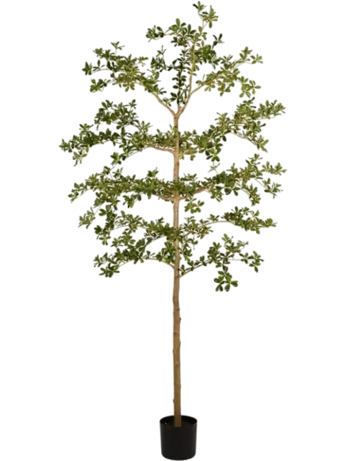 Zwarte olijfboom in pot l110cm groen, Emerald, tuincentrumoutlet.com