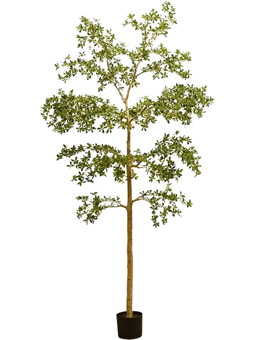 Zwarte olijfboom in pot l120cm groen, Emerald, tuincentrumoutlet.com