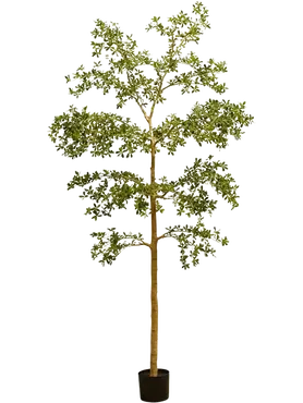 Zwarte olijfboom in pot l120cm groen, Emerald, tuincentrumoutlet.com