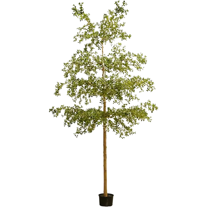 Zwarte olijfboom in pot l75cm groen, Emerald, tuincentrumoutlet.com