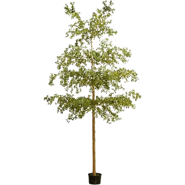 Zwarte olijfboom in pot l75cm groen, Emerald, tuincentrumoutlet.com